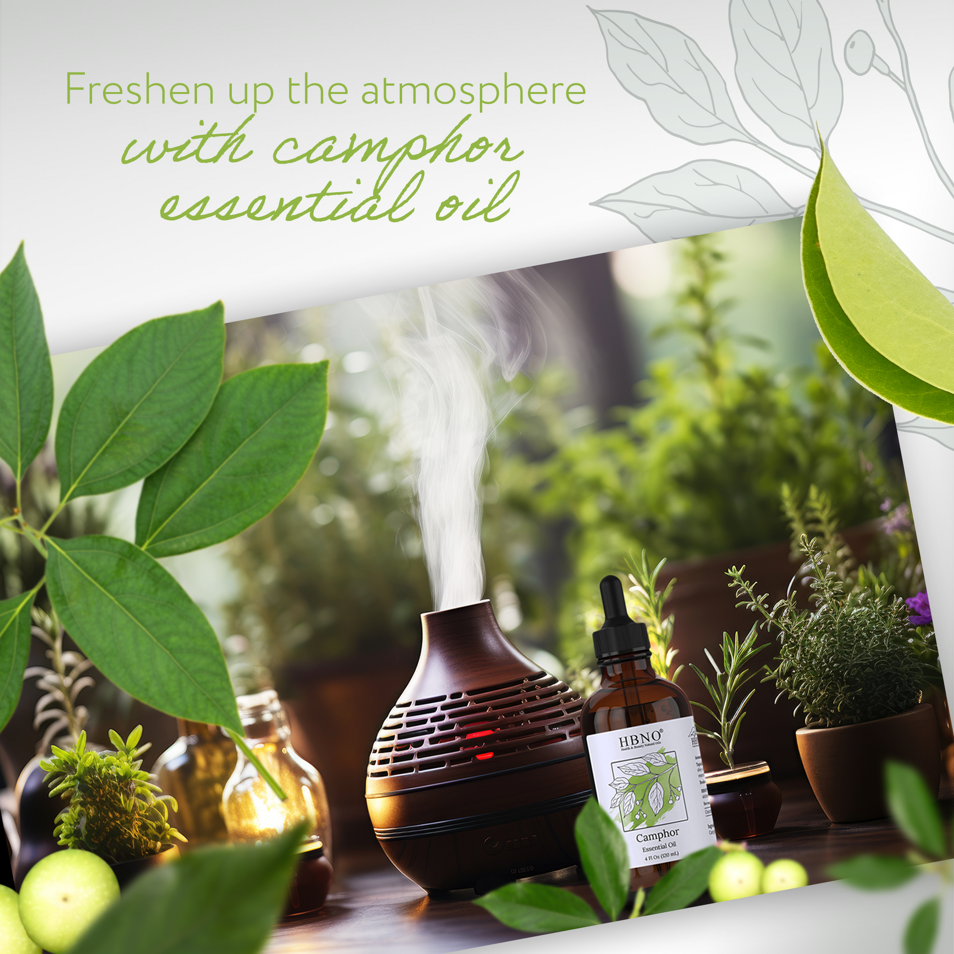 Camphor White Essential Oil Camphor White Essential Oil