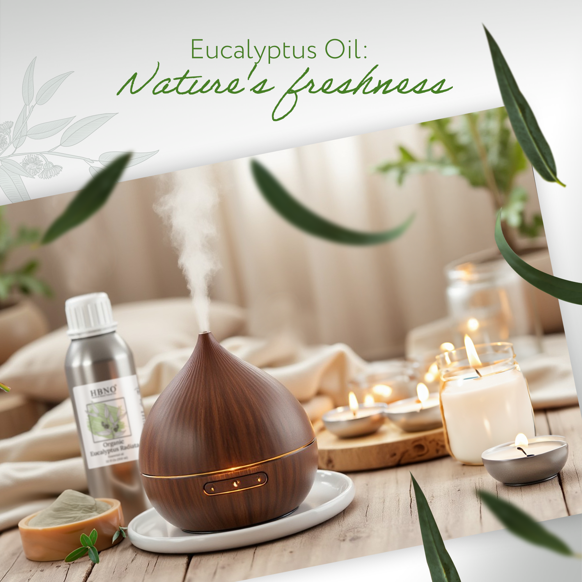 Eucalyptus Radiata Essential Oil Organic Eucalyptus Radiata Essential Oil Organic