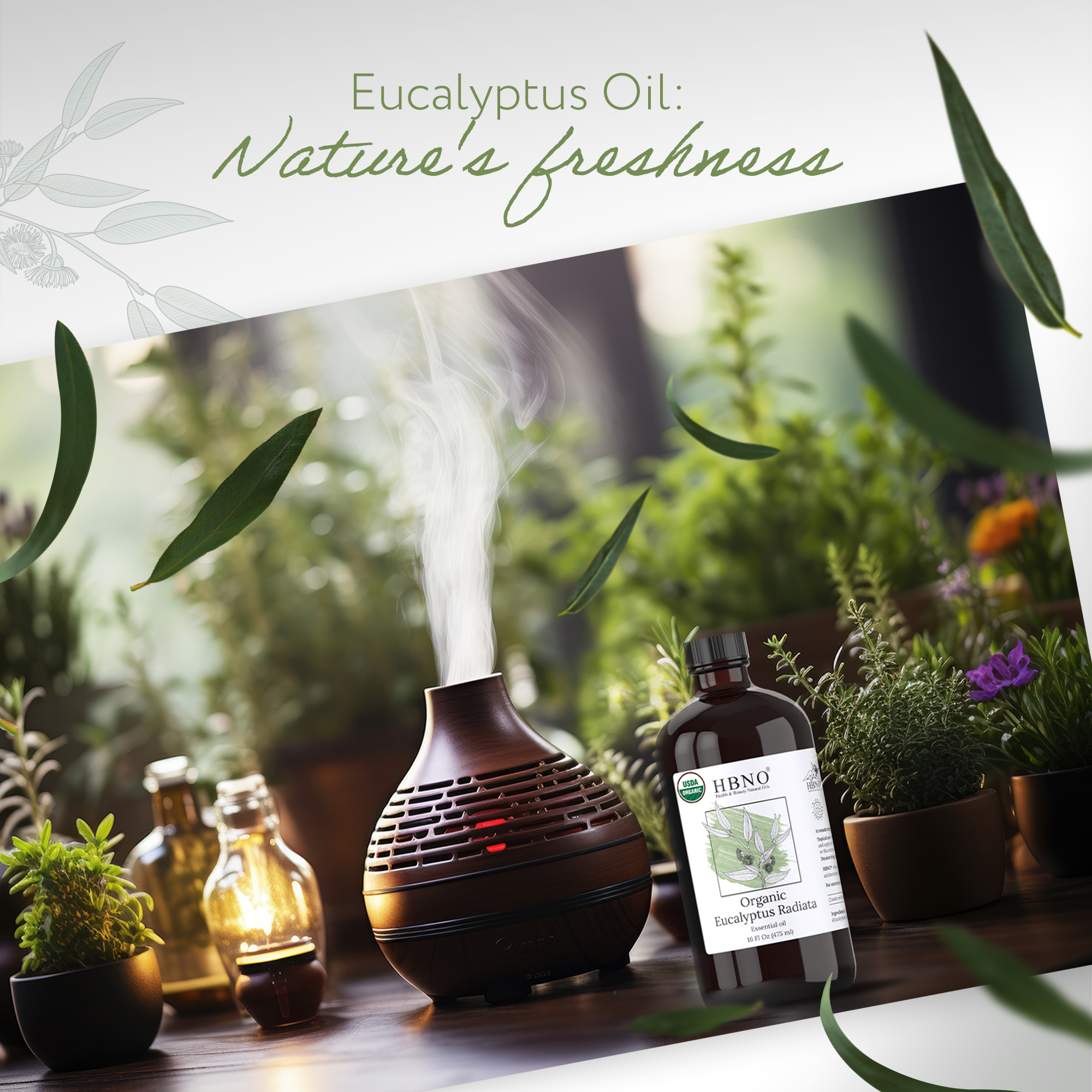 Eucalyptus Radiata Essential Oil Organic Eucalyptus Radiata Essential Oil Organic