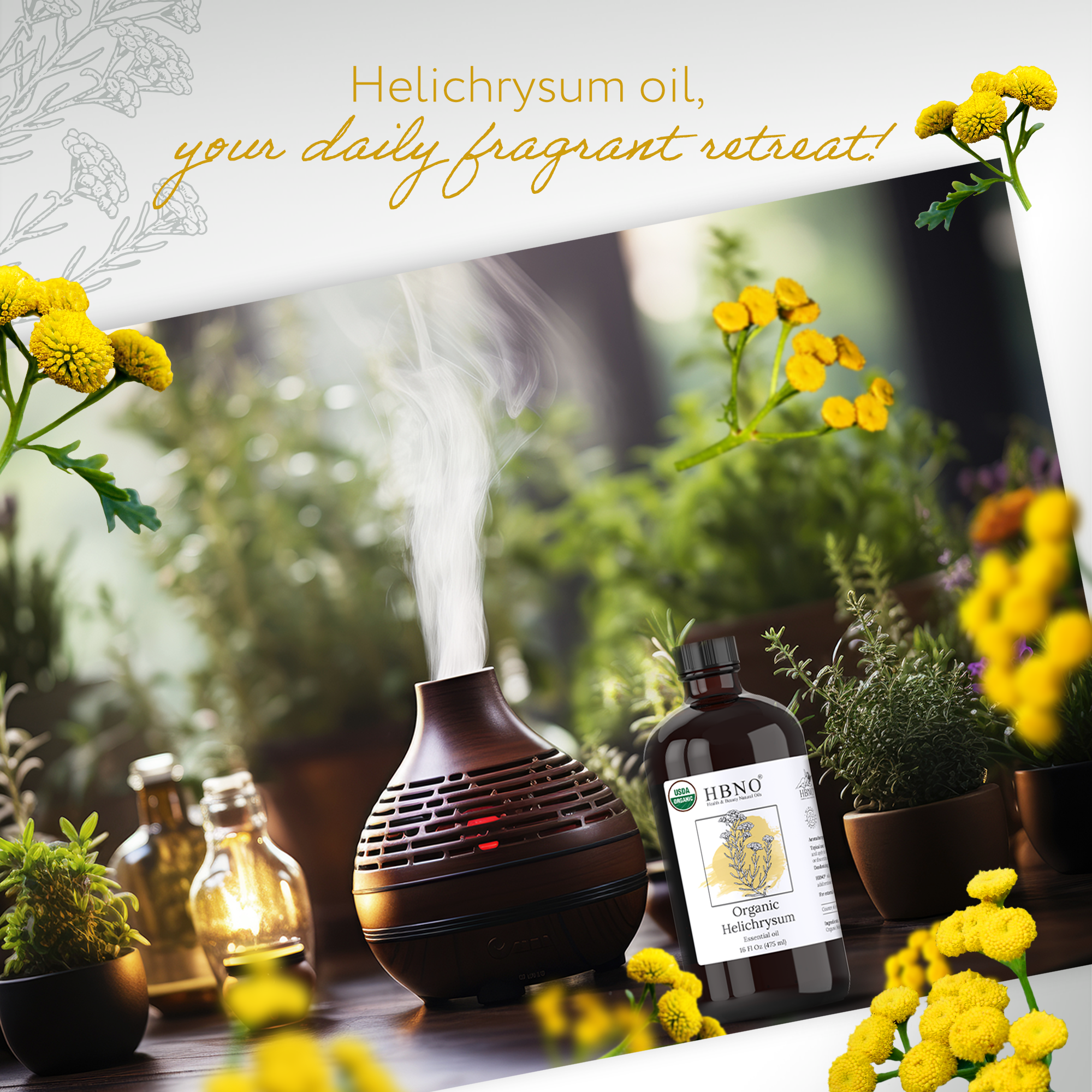 Helichrysum Gymnocephalum Essential Oil Organic Helichrysum Gymnocephalum Essential Oil Organic