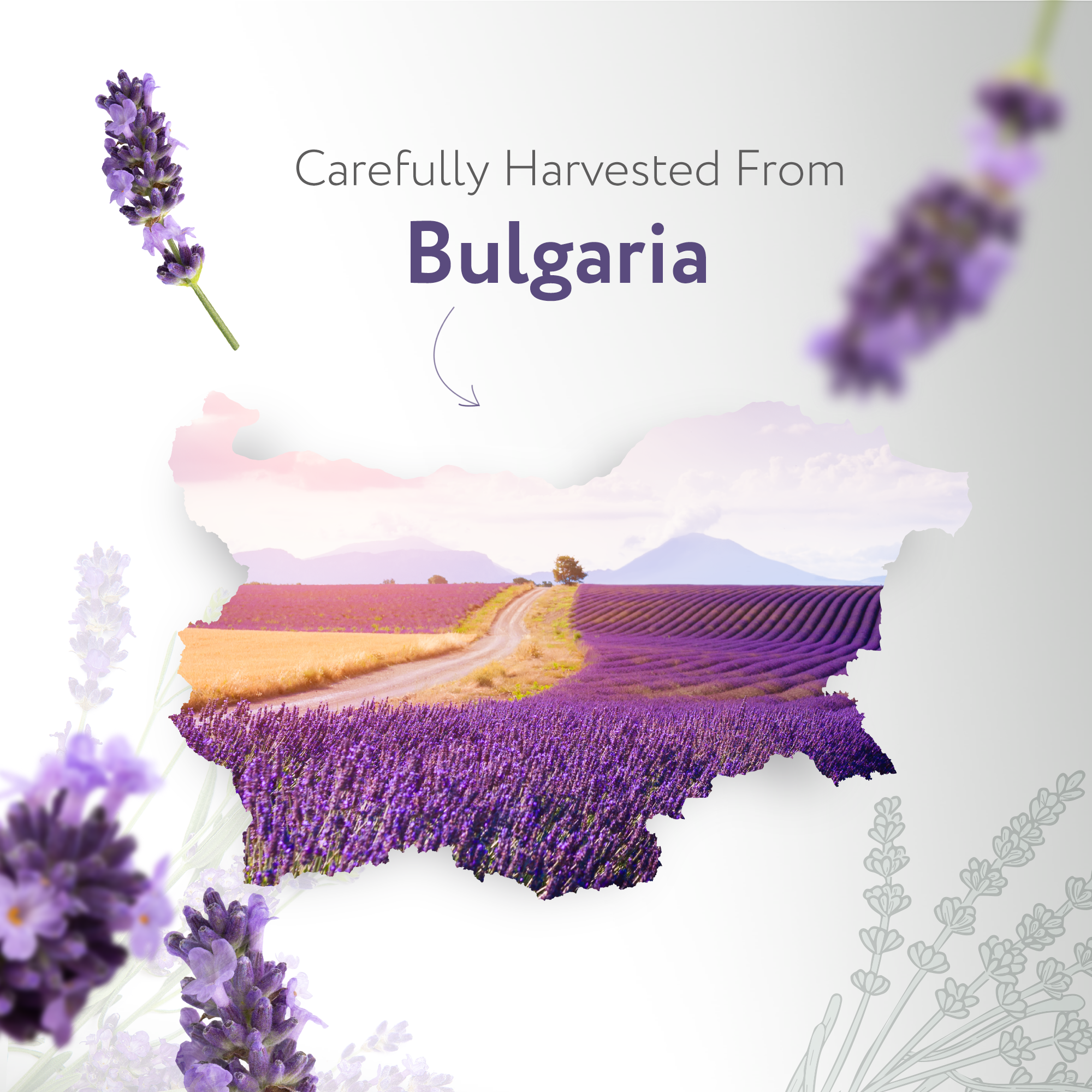 Lavender Essential Oil Organic Lavender Essential Oil Organic