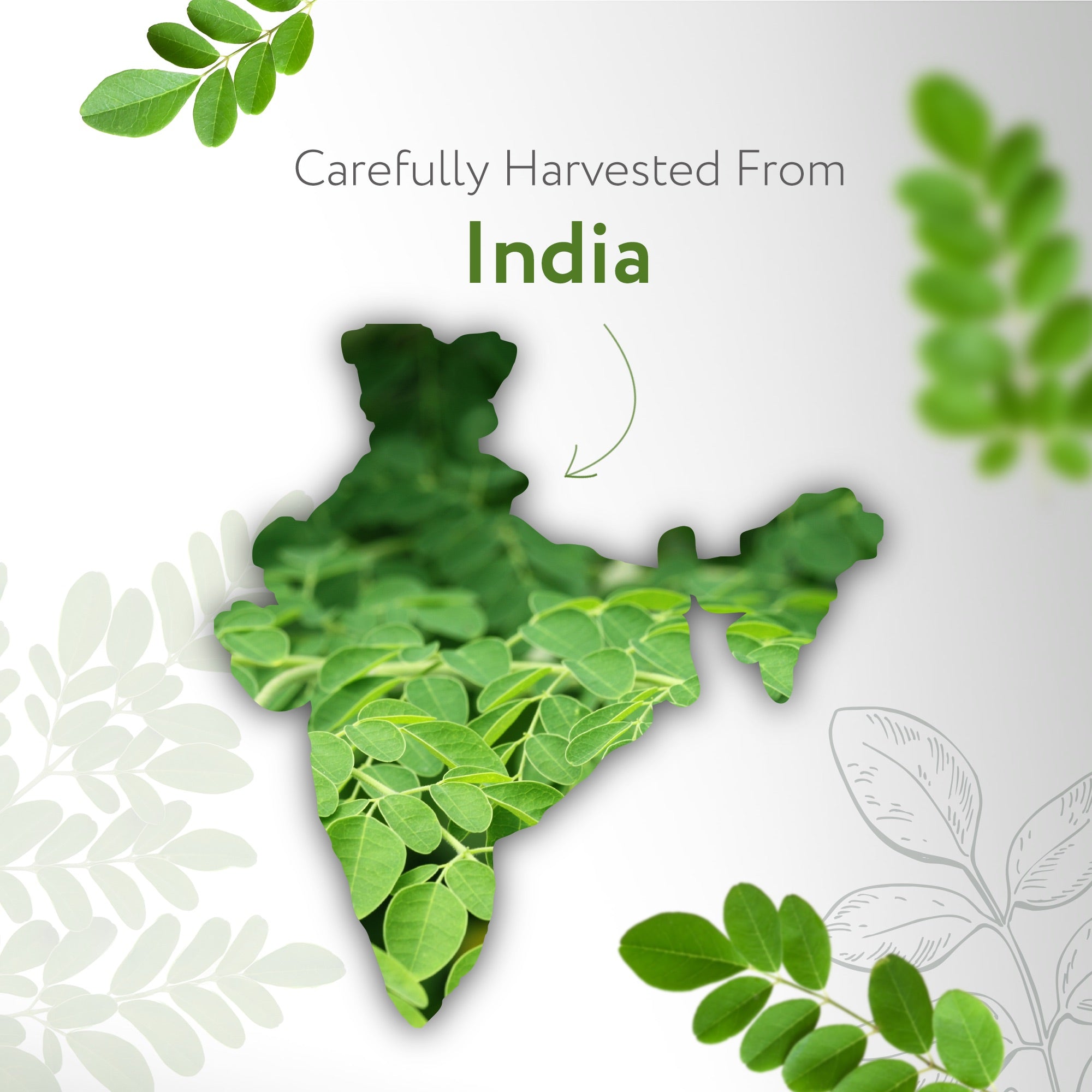Moringa Seed India Carrier Oil Organic Moringa Seed India Carrier Oil Organic