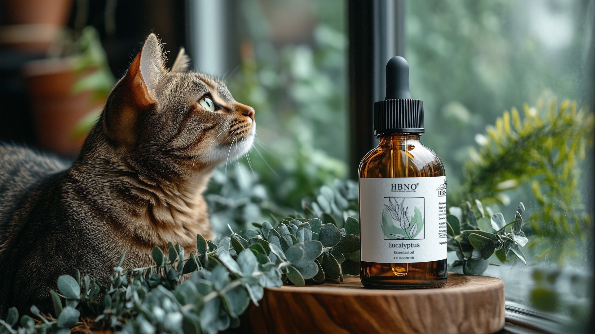 Is Eucalyptus Oil Safe for Cats?