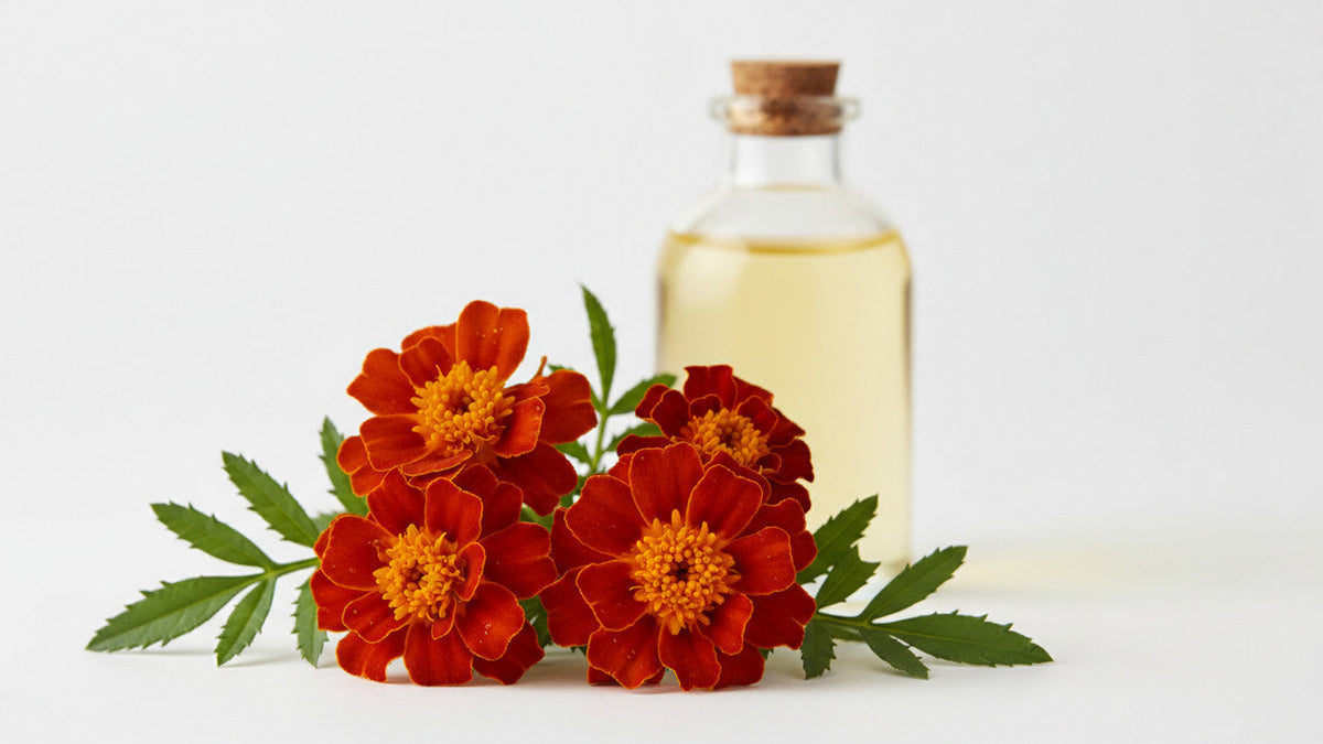 Tagetes Marigold Essential Oil: Sourcing & Formulation for Skincare