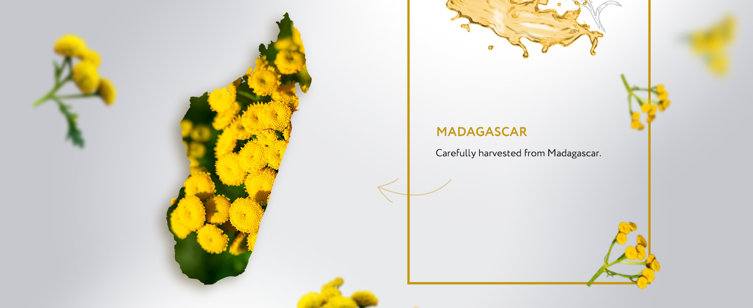 Helichrysum Gymnocephalum Essential Oil