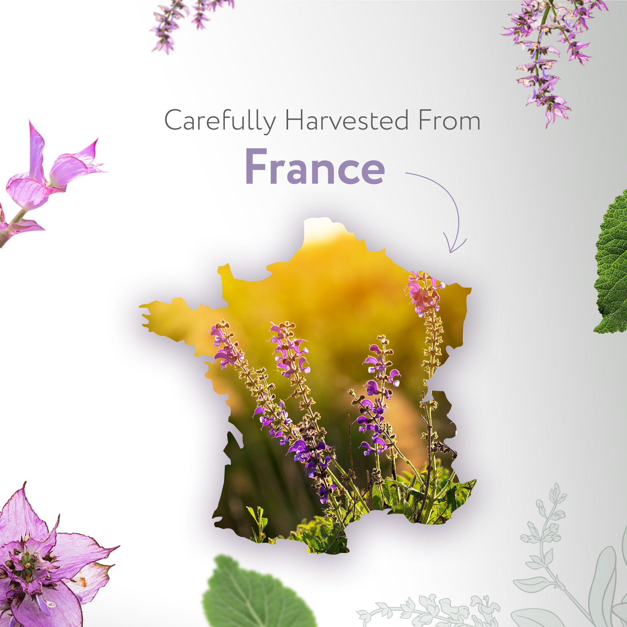 Clary Sage Oil