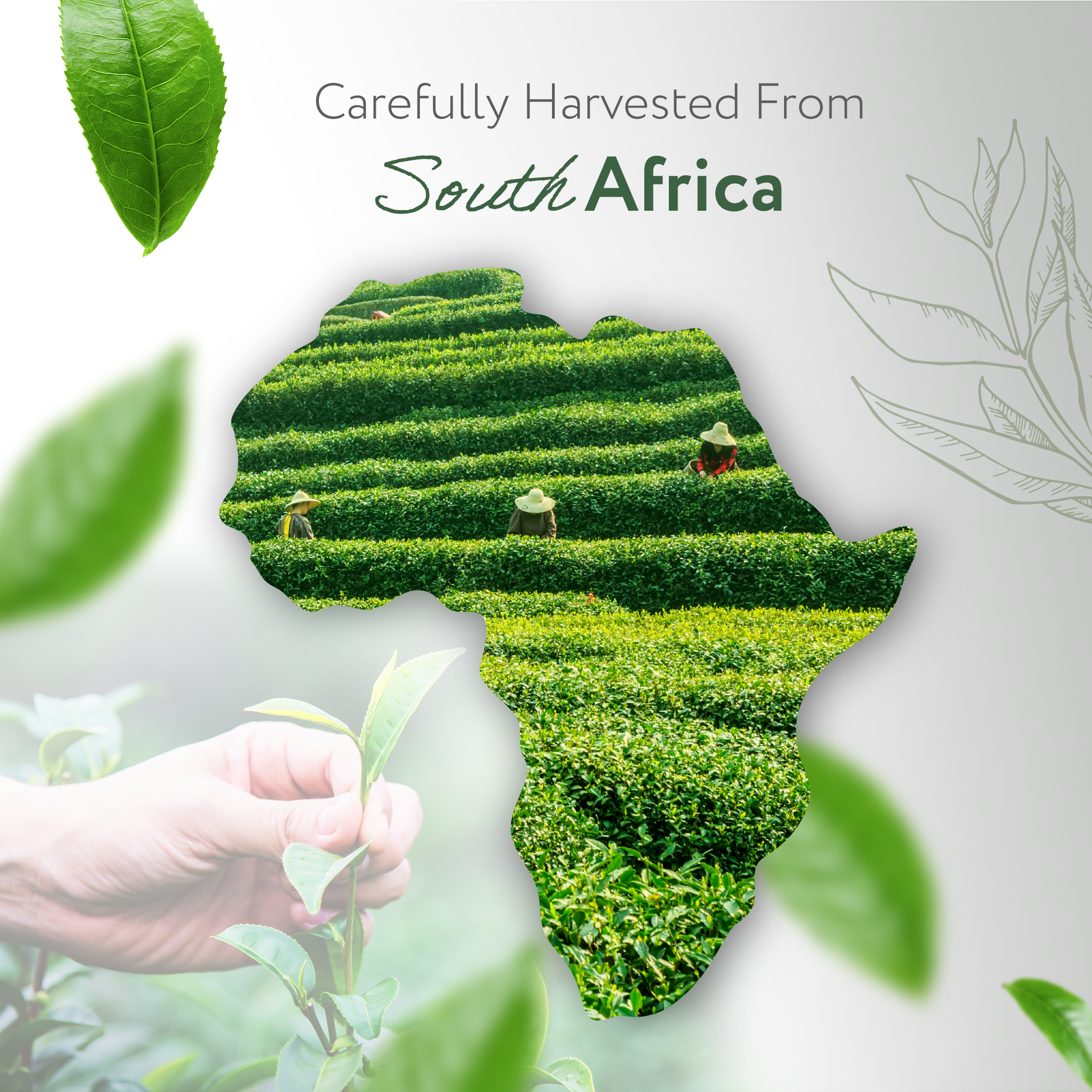 Tea Tree Essential Oil Organic