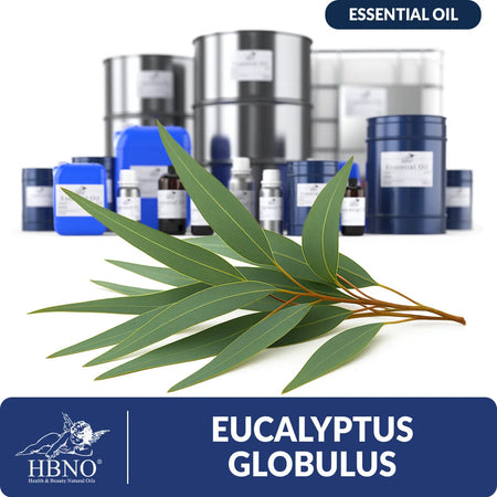 Eucalyptus Globulus Essential Oil